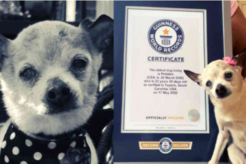 Guiness record holder, the World's Oldest Dog Pebbles,  passes away at 22