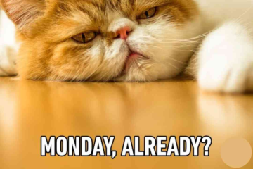 Monday is the Worst Day of the week, now certified by The Guinness Book of World Records