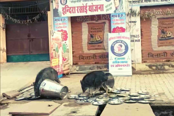 Pigs Seen Licking Utensils in Rajasthan’s Government Indira Rasoi