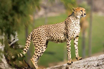 Freddie & Elton strike: Cheetahs make their first kill in Kuno National Park 