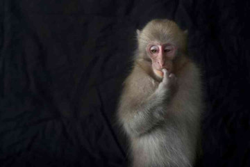 China is sending Monkeys to Space for Reproduction