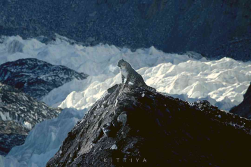 Ghosts of the Mountains: Photographer Captures Stunning Pictures of Snow Leopards