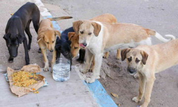 Supreme Court stays Bombay High Court's ruling outlawing street dog feeding