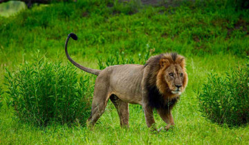 West Bengal is soon launching is first ever Lion safari
