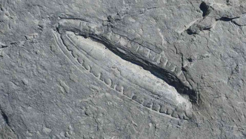 In Russia "world's oldest meal" was discovered in the ancient fossil