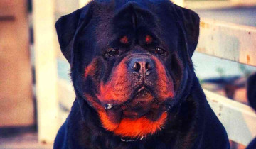 Gurugram Bans 11 Dog Breeds as Pets