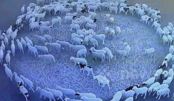 Chinese scientists claim to have solved the mystery behind sheep walking in circles