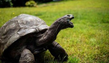 Tortoise Jonathan celebrates his 190th birthday