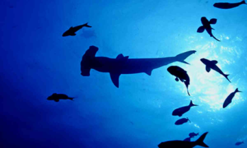 New Hammerhead Sharks Nursery Discovered off Galapagos Islands