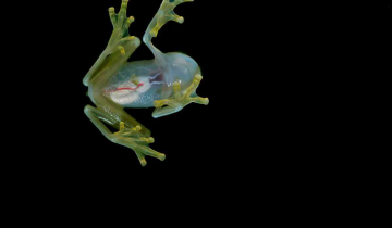 How do glass frogs turn transparent? Secret discovered by scientists