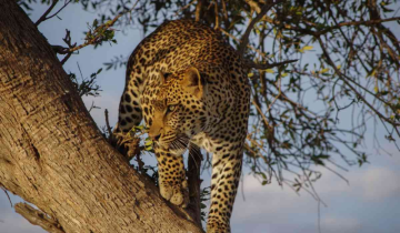 Leopard attack continues 15 casualties thus far