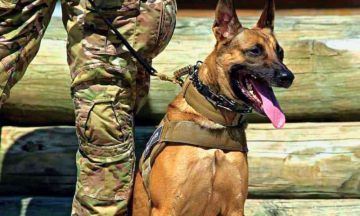 Sniffer Dog Gets Pregnant - Inquiry Ordered by BSF