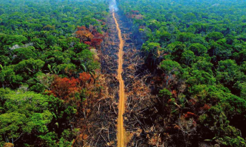 Deforestation in Amazon Forest: About 4 Times the Size of Manhattan Destroyed in a Month