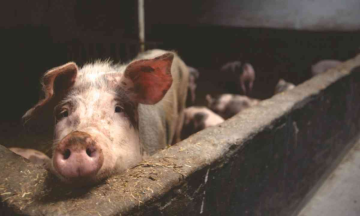 Bacon ban - Sale of pork banned in the Nilgiris due to African swine fever outbreak