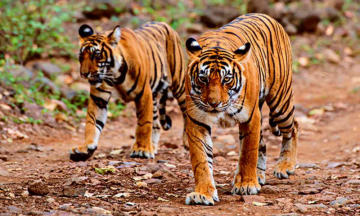 Bihar Holds Wildlife Census at Kaimur Wildlife Sanctuary: Aims to Make it Tiger Friendly