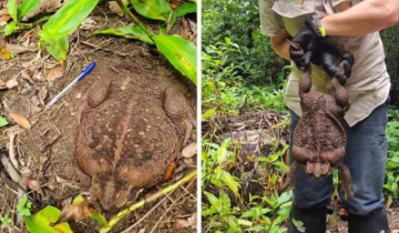 Monster Toad Alert! Australian Rangers Discover 2.7 kg "Todzilla" - Is Your Town Next?