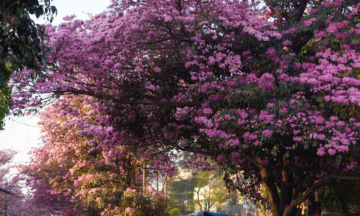 Blooming pink trumpet trees in Bengaluru