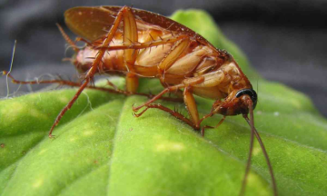 People naming cockroaches after ex-girlfriends in Canadian Zoo