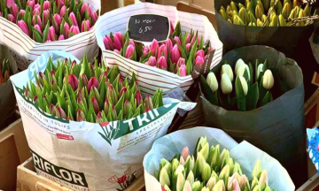 Amsterdam Celebrates Tulip Day