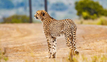 India to get more than 100 cheetahs from South Africa 