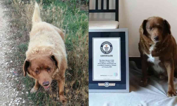 Bobi, a 30-year grand old dog has made Guinness Records as the oldest canine