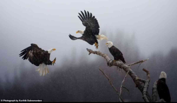 NatGeo votes for the Picture of the Year .. And it's an Indian Engineer winning it