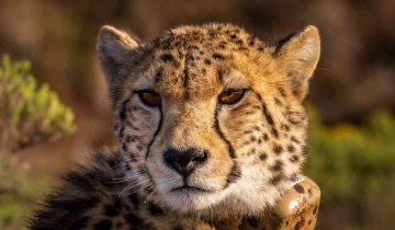 12 Cheetahs from South Africa enter quarantine in Kuno National Park