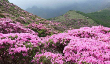 Rhododendrons carpet Darjeeling and Sikkim Himalayas