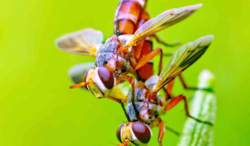 Tsetse Flies Pheromones Can Curb Diseases They Spread