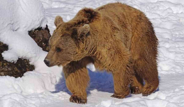 A 3500 Year Old Bear Was Unearthed In Siberia - Perfectly Preserved