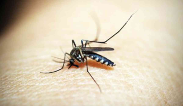 Dengue outbreak in Peru, Health Emergency Declared