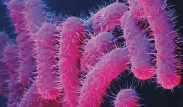 Shigella Bacteria is the New American Threat- Know What it is