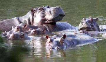 These are Cocaine Hippos