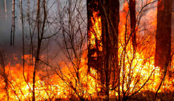 Uttarakhand Fires: 100 Hectares of Forest Burnt