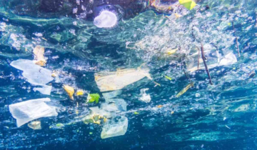 Plastic Pollution Causes Disease in Birds - Scientist Found in New Study