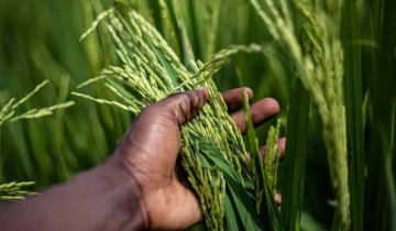 Tamil Nadu: CM announces Organic Farming Policy to support chemical-free agriculture