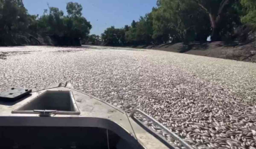 Australia: Heatwave causes millions of fish to die and clog up in a river