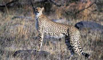 Namibian-imported cheetah Sasha dies in Madhya Pradesh