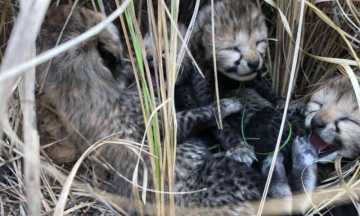 Namibian Cheetah gives birth to 4 cubs in MP's Kuno