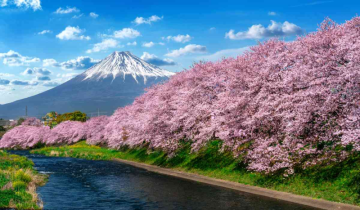 If you had to Travel to Japan, the cherry blossoms await