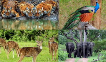 Where is the Bandipur Tiger Reserve?