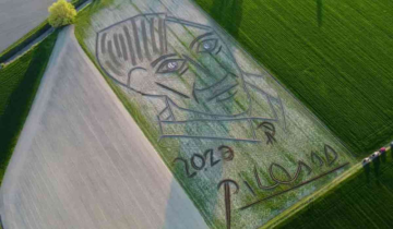 Picasso on a farm? Italian land artist paints world's largest Picasso portrait