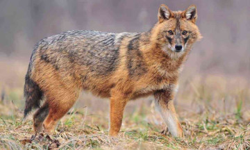 Heard about a golden jackal?- It has been spotted in Delhi