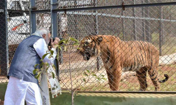 పులులను గుర్తించనందుకు ప్రధాని నరేంద్ర మోదీకి సఫారీ డ్రైవర్‌ను తొలగిస్తారా?