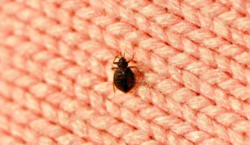 Man Gets Eaten Alive by Bedbugs in Atlanta Jail