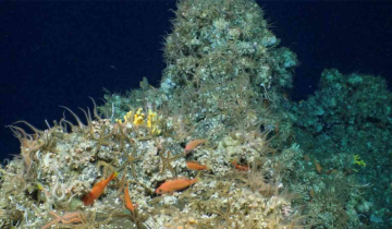 New coral reef discovered in Galapagos Islands with abundant marine life