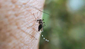 Dengue in Argentina: Record fever epidemic claims over 40 Lives