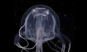 Scientists have discovered 24-eyed box jellyfish in Mai Po Nature Reserve