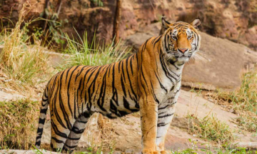 Telangana's AI-based technology for camera trap images may help stop poaching