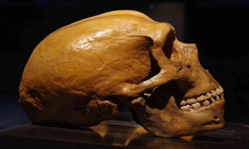 Study suggests humans inherited nose shape gene from Neanderthals